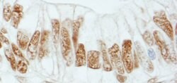 RbBP5 Rabbit anti-Human, Polyclonal, Bethyl Laboratories 100 &mu;L; Unconjugated:Antibodies,