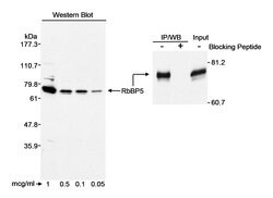 RbBP5 Rabbit anti-Human, Polyclonal, Bethyl Laboratories 100 &mu;L; Unconjugated:Antibodies,