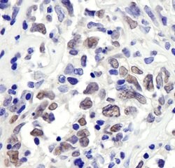 RbBP7 Rabbit anti-Human, Mouse, Polyclonal, Bethyl Laboratories 100 &mu;l;