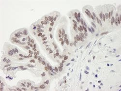 RbBP7 Polyclonal Antibody, Bethyl Laboratories 10 &mu;L; Unconjugated:Antibodies,