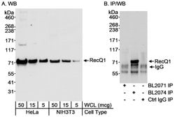 RecQ1 Rabbit anti-Human, Mouse, Polyclonal, Bethyl Laboratories 100 &mu;L;