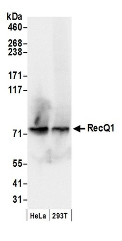 RecQ1 Rabbit anti-Human, Polyclonal, Bethyl Laboratories 100 &mu;l; Unlabeled:Antibodies,