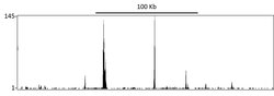 RelA Rabbit anti-Human, Mouse, Polyclonal, Bethyl Laboratories 100 &mu;L;