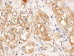 RelA Rabbit anti-Human, Mouse, Polyclonal, Bethyl Laboratories 100 &mu;L;