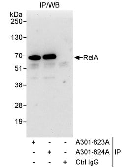 RelA Rabbit anti-Human, Polyclonal, Bethyl Laboratories 100 &mu;L; Unconjugated:Antibodies,
