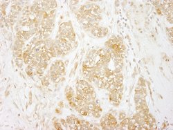 RelA Polyclonal Antibody, Bethyl Laboratories 100 &mu;l; Unlabeled:Antibodies,