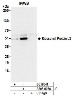 Ribosomal Protein L3/RPL3 Rabbit anti-Human, Mouse, Polyclonal, Bethyl