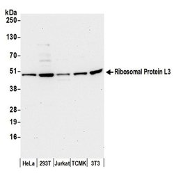 Ribosomal Protein L3/RPL3 Rabbit anti-Human, Mouse, Polyclonal, Bethyl