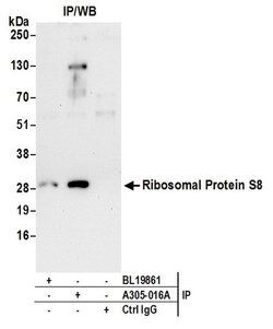 Ribosomal Protein S8/RPS8 Rabbit anti-Human, Mouse, Polyclonal, Bethyl