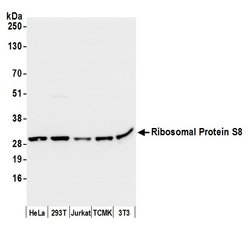 Ribosomal Protein S8/RPS8 Rabbit anti-Human, Mouse, Polyclonal, Bethyl