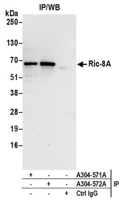 Ric-8A Rabbit anti-Human, Polyclonal, Bethyl Laboratories 10 &mu;l; Unlabeled:Antibodies,