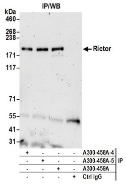 Rictor Rabbit anti-Human, Polyclonal, Bethyl Laboratories 100 &mu;L; Unconjugated:Antibodies,
