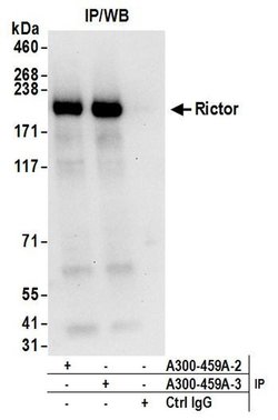 Rictor Rabbit anti-Human, Mouse, Polyclonal, Bethyl Laboratories 100 &mu;L;