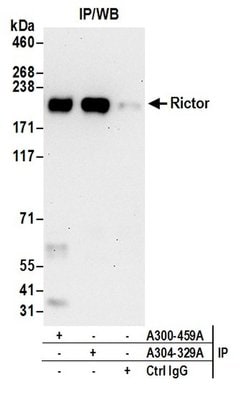Rictor Rabbit anti-Human, Polyclonal, Bethyl Laboratories 100 &mu;L; Unconjugated:Antibodies,