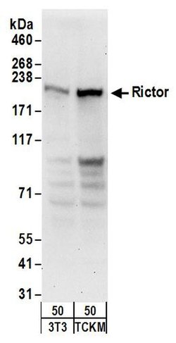 Rictor Rabbit anti-Human, Mouse, Polyclonal, Bethyl Laboratories 100 &mu;L;