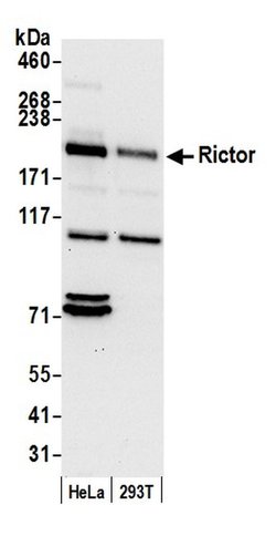 Rictor Rabbit anti-Human, Polyclonal, Bethyl Laboratories 100 &mu;L; Unconjugated:Antibodies,