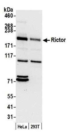 Rictor Polyclonal Antibody, Bethyl Laboratories 20 &mu;L; Unconjugated:Antibodies,