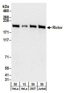 Rictor Rabbit anti-Human, Mouse, Polyclonal, Bethyl Laboratories 100 &mu;L;