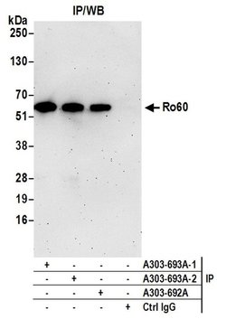 Ro60 Rabbit anti-Human, Mouse, Polyclonal, Bethyl Laboratories 100 &mu;L;