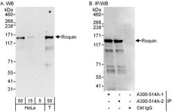 Roquin Rabbit anti-Human, Mouse, Polyclonal, Bethyl Laboratories 100 &mu;L;