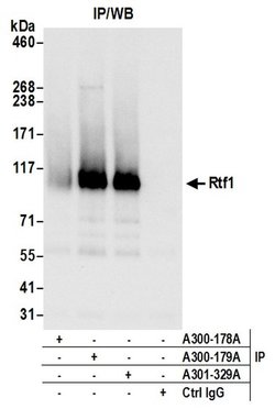 Rtf1 Rabbit anti-Human, Polyclonal, Bethyl Laboratories 100 &mu;l; Unlabeled:Antibodies,