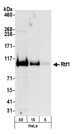 Rtf1 Rabbit anti-Human, Polyclonal, Bethyl Laboratories 100 &mu;l; Unlabeled:Antibodies,