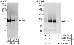 Rtf1 Rabbit anti-Human, Polyclonal, Bethyl Laboratories 100 &mu;L; Unconjugated:Antibodies,