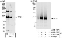 Rtf1 Rabbit anti-Human, Mouse, Polyclonal, Bethyl Laboratories 100 &mu;L;