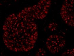 Rtf1 Polyclonal Antibody, Bethyl Laboratories:Antibodies:Primary Antibodies