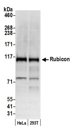 Rubicon Rabbit anti-Human, Polyclonal, Bethyl Laboratories 100 &mu;l; Unlabeled:Antibodies,