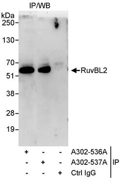 RuvBL2 Rabbit anti-Human, Polyclonal, Bethyl Laboratories 10 &mu;L; Unconjugated:Antibodies,