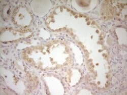 S100A1 Mouse anti-Human, Clone: OTI2A4, lyophilized, TrueMAB 100 &mu;g;