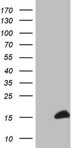 S100A1 Mouse anti-Human, Clone: OTI2A4, lyophilized, TrueMAB 100 &mu;g;