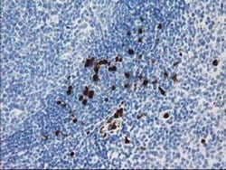 S100A12 Mouse anti-Human, Clone: OTI1D1, liquid, TrueMAB 30 &mu;L; Unconjugated:Antibodies,