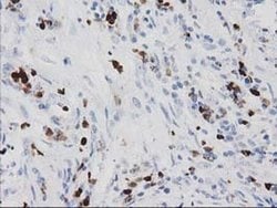 S100A12 Mouse anti-Human, Clone: OTI1D1, liquid, TrueMAB 30 &mu;L; Unconjugated:Antibodies,