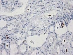 S100A12 Mouse anti-Human, Clone: OTI1D1, liquid, TrueMAB 30 &mu;L; Unconjugated:Antibodies,