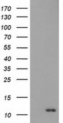 S100A12 Mouse anti-Human, Clone: OTI1D1, liquid, TrueMAB 30 &mu;L; Unconjugated:Antibodies,