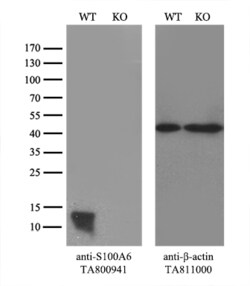 S100A6 Monoclonal Antibody (OTI6F8), TrueMAB , OriGene:Antibodies:Primary