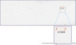 S100A9 Mouse anti-Human, Clone: UMAB173, liquid, UltraMAB 30 &mu;L | Buy Online | OriGene | Fisher Scientific