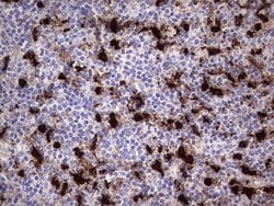 S100A9 Monoclonal Antibody (OTI2C5), TrueMAB , OriGene 100 &mu;L; Unconjugated:Antibodies,