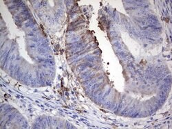 S100A9 Monoclonal Antibody (OTI2A2), TrueMAB , OriGene 100 &mu;L; Unconjugated:Antibodies,