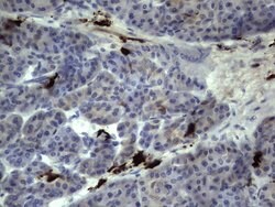 S100A9 Monoclonal Antibody (OTI8C2), TrueMAB , OriGene 100 &mu;L; Unconjugated:Antibodies,