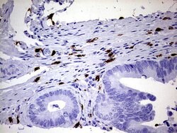 S100A9 Mouse anti-Human, Clone: UMAB173, liquid, UltraMAB 30 &mu;L | Buy Online | OriGene | Fisher Scientific