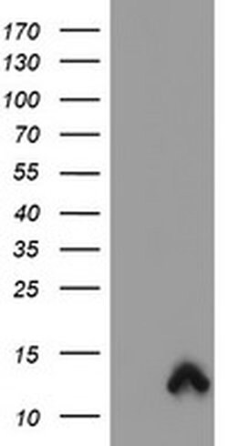 S100P Monoclonal Antibody (OTI1F1), TrueMAB , OriGene 100 &mu;L; Unconjugated:Antibodies,