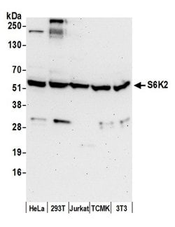S6K2 Rabbit anti-Human, Mouse, Polyclonal, Bethyl Laboratories 100 &mu;L;