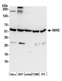 S6K2 Polyclonal Antibody, Bethyl Laboratories:Antibodies:Primary Antibodies