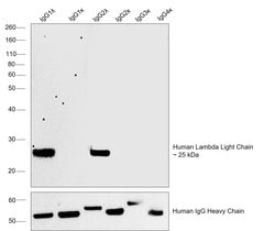 Invitrogen™ Mouse anti-Human Lambda Light Chain Secondary Antibody