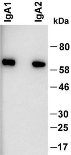Invitrogen Mouse anti-Human IgA Secondary Antibody 100 &mu;g; Unconjugated:Antibodies,