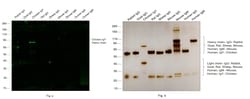 Invitrogen™ Rabbit anti-Chicken IgY (H+L) Secondary Antibody, FITC