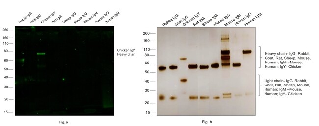 Rabbit Anti-Chicken IgY Antibody-Biotin main image 1